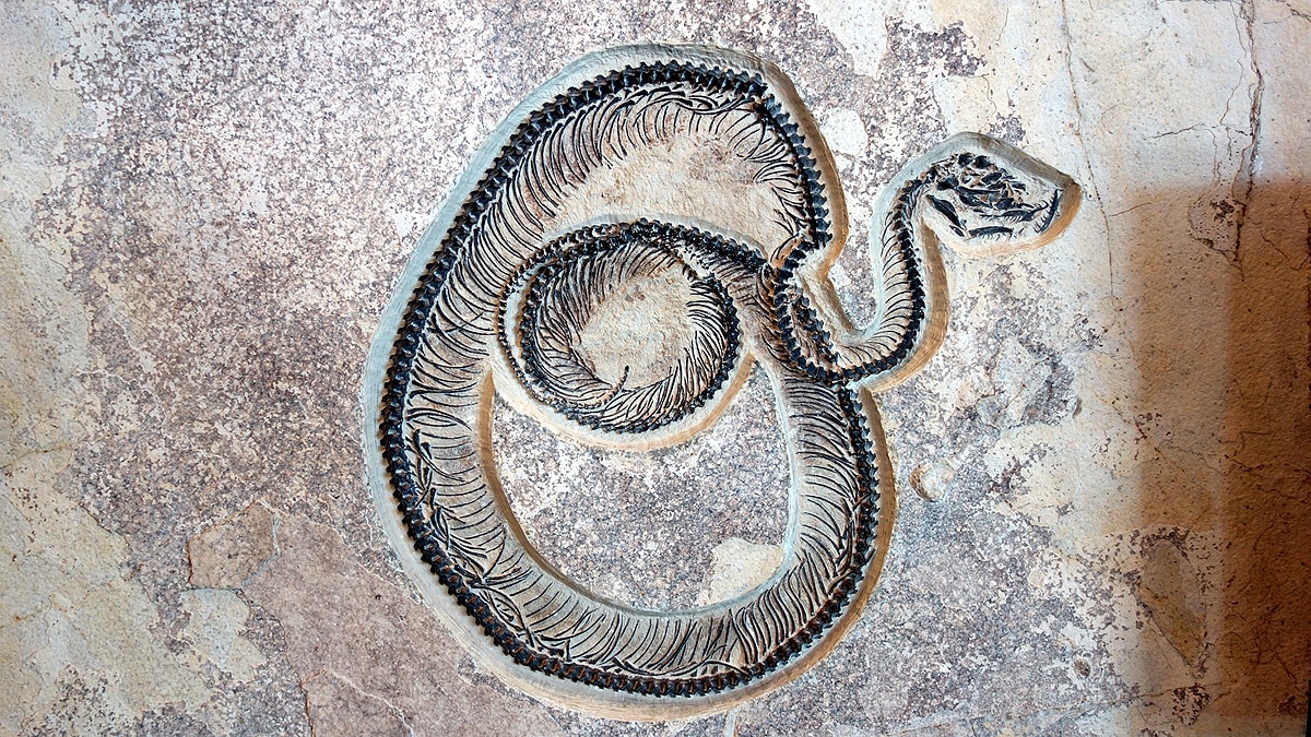 10 longest heaviest Snakes