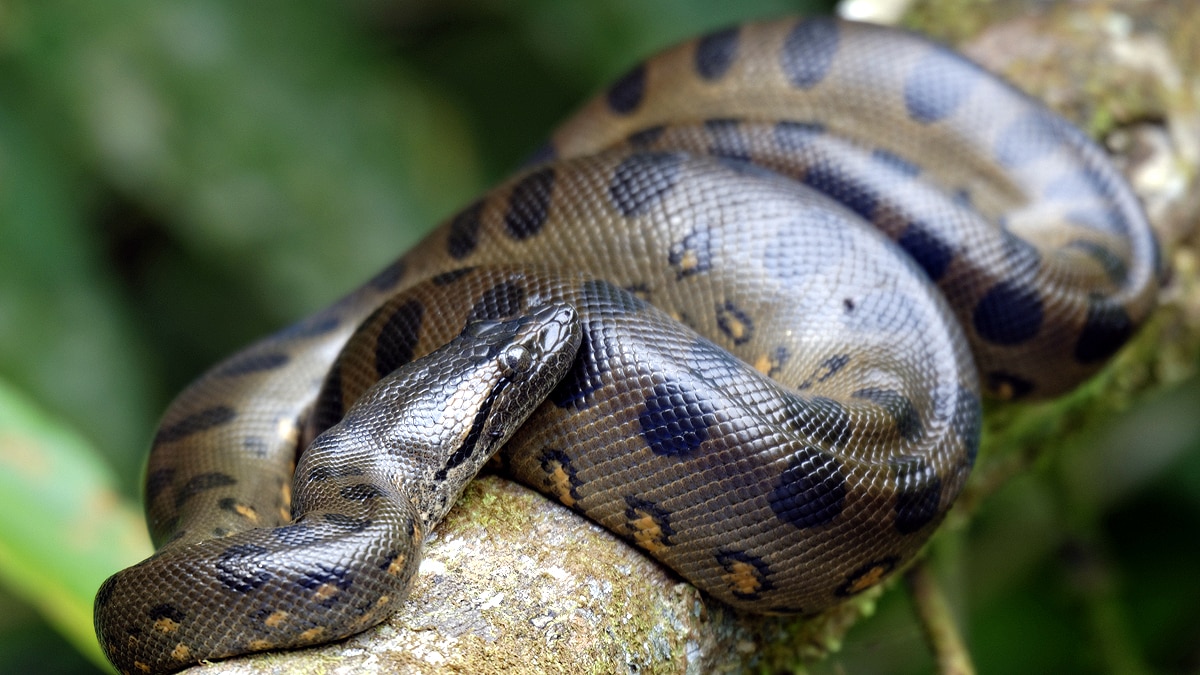 10 longest heaviest Snakes