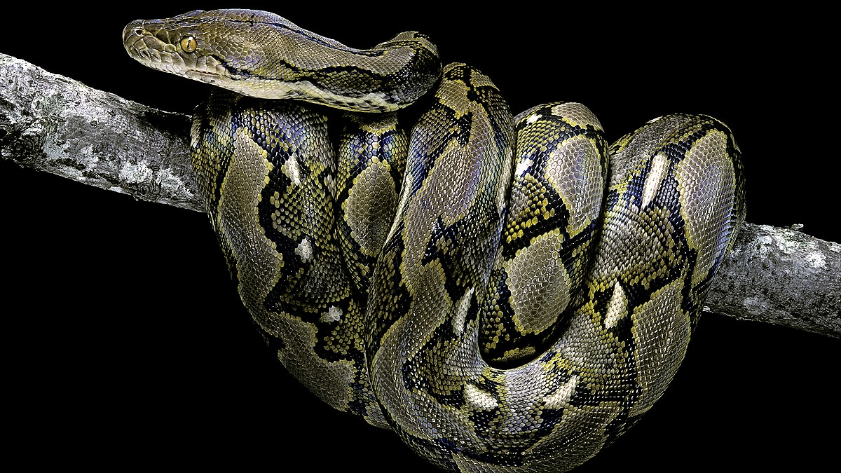 10 longest heaviest Snakes