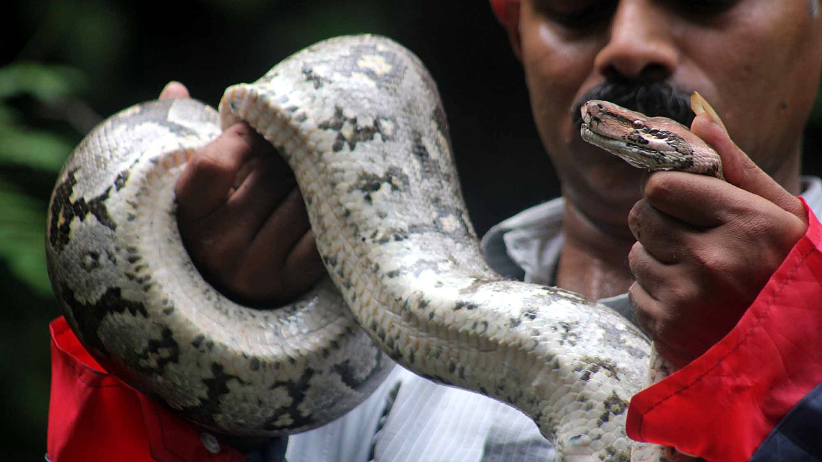 10 longest heaviest Snakes