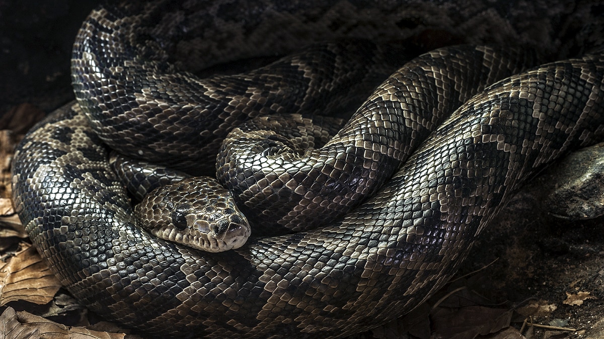 10 longest heaviest Snakes