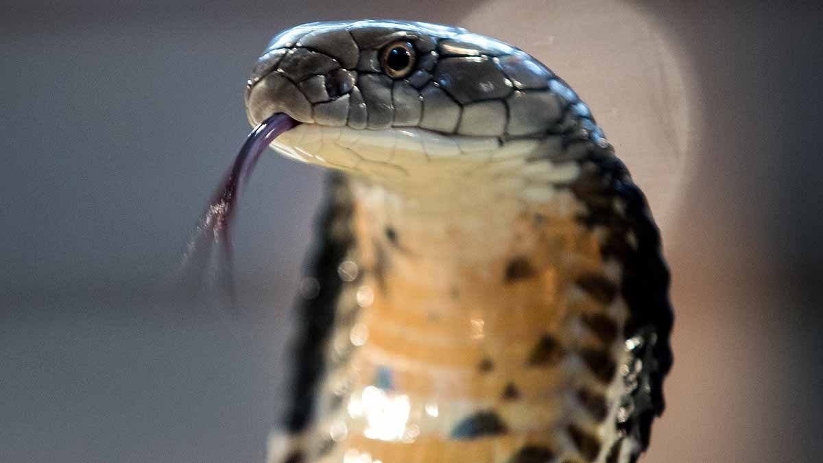 10 longest heaviest Snakes