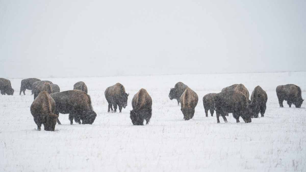 Yellowstone National Park Bison