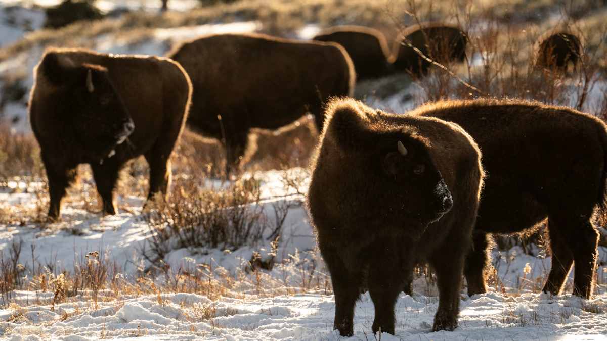 Yellowstone National Park Bison