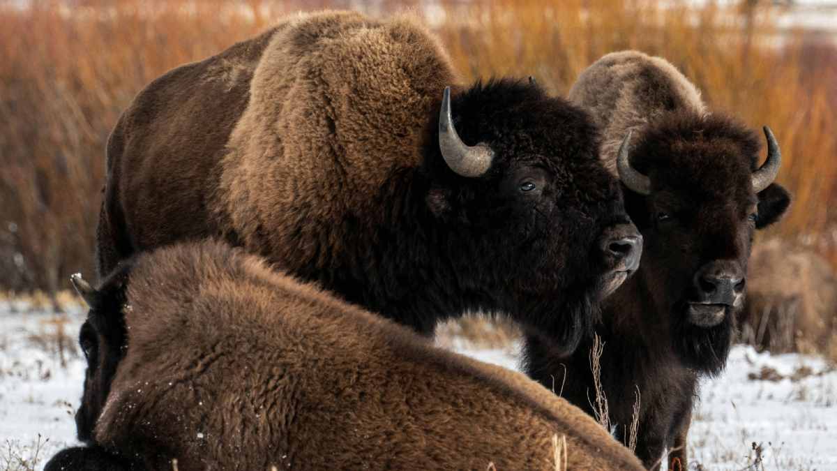 Yellowstone National Park Bison