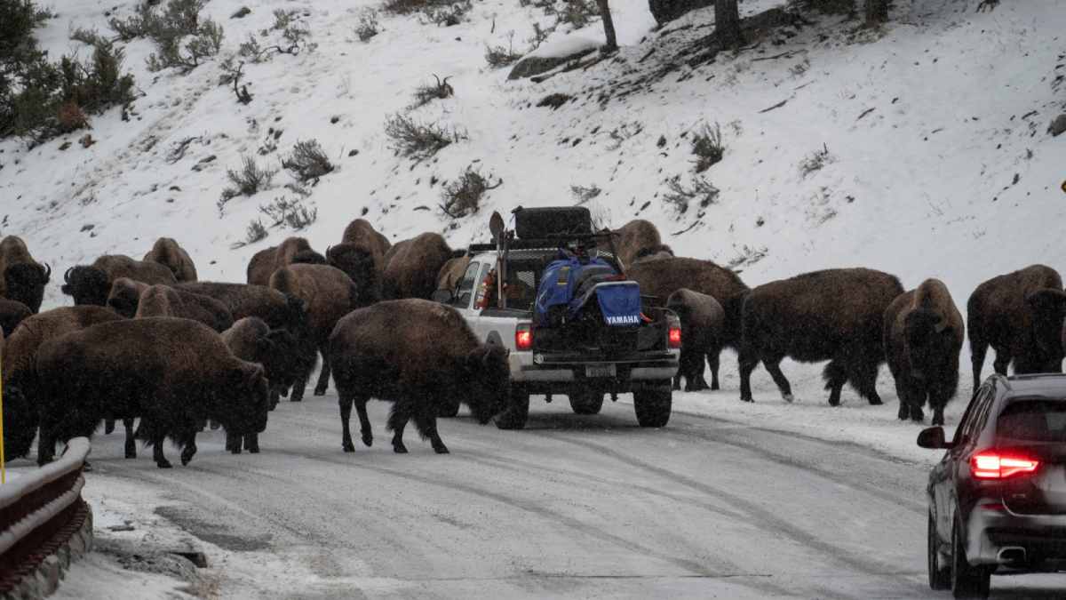 Yellowstone National Park Bison