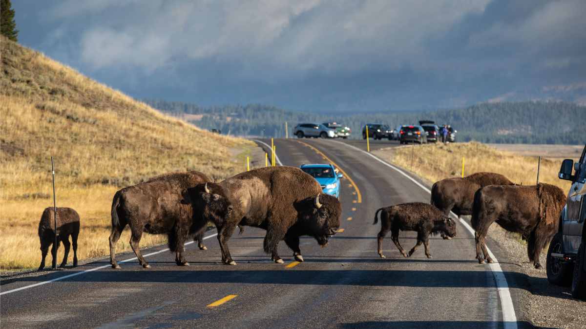 Yellowstone National Park Bison