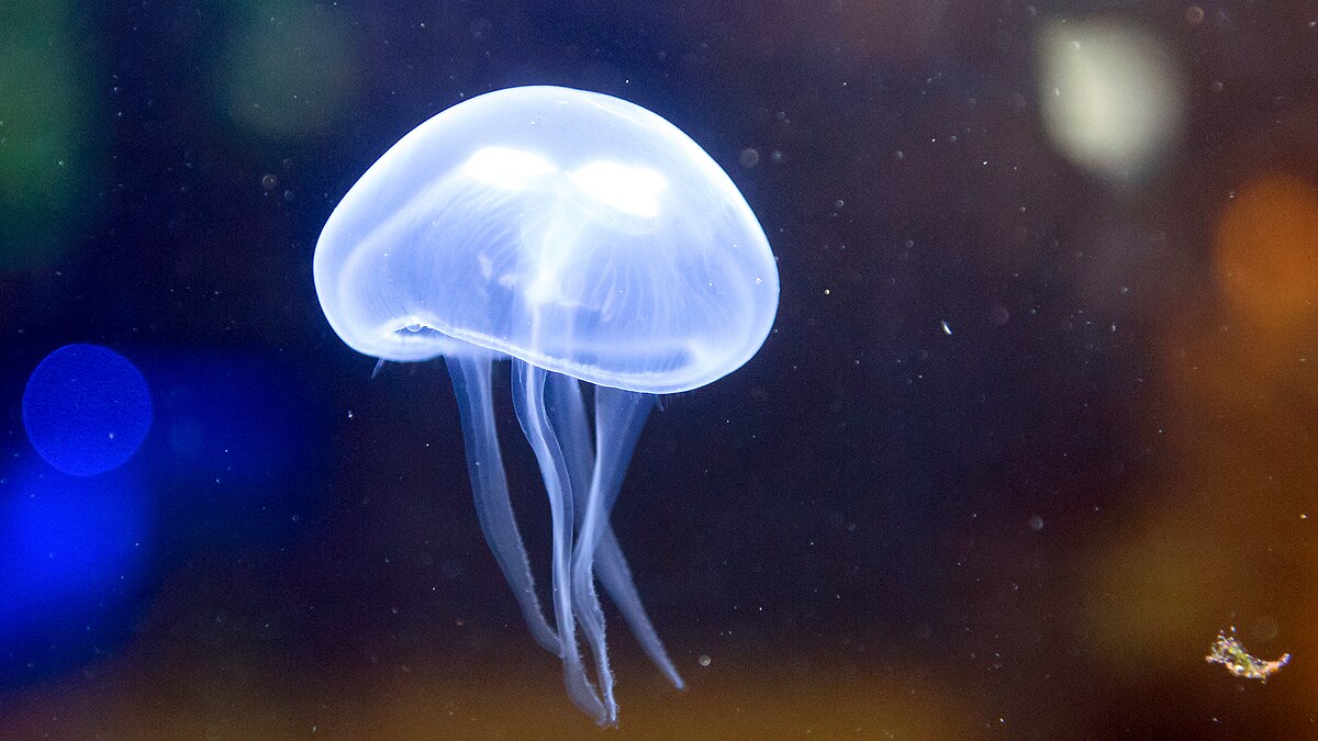 Jellyfish エロゲ