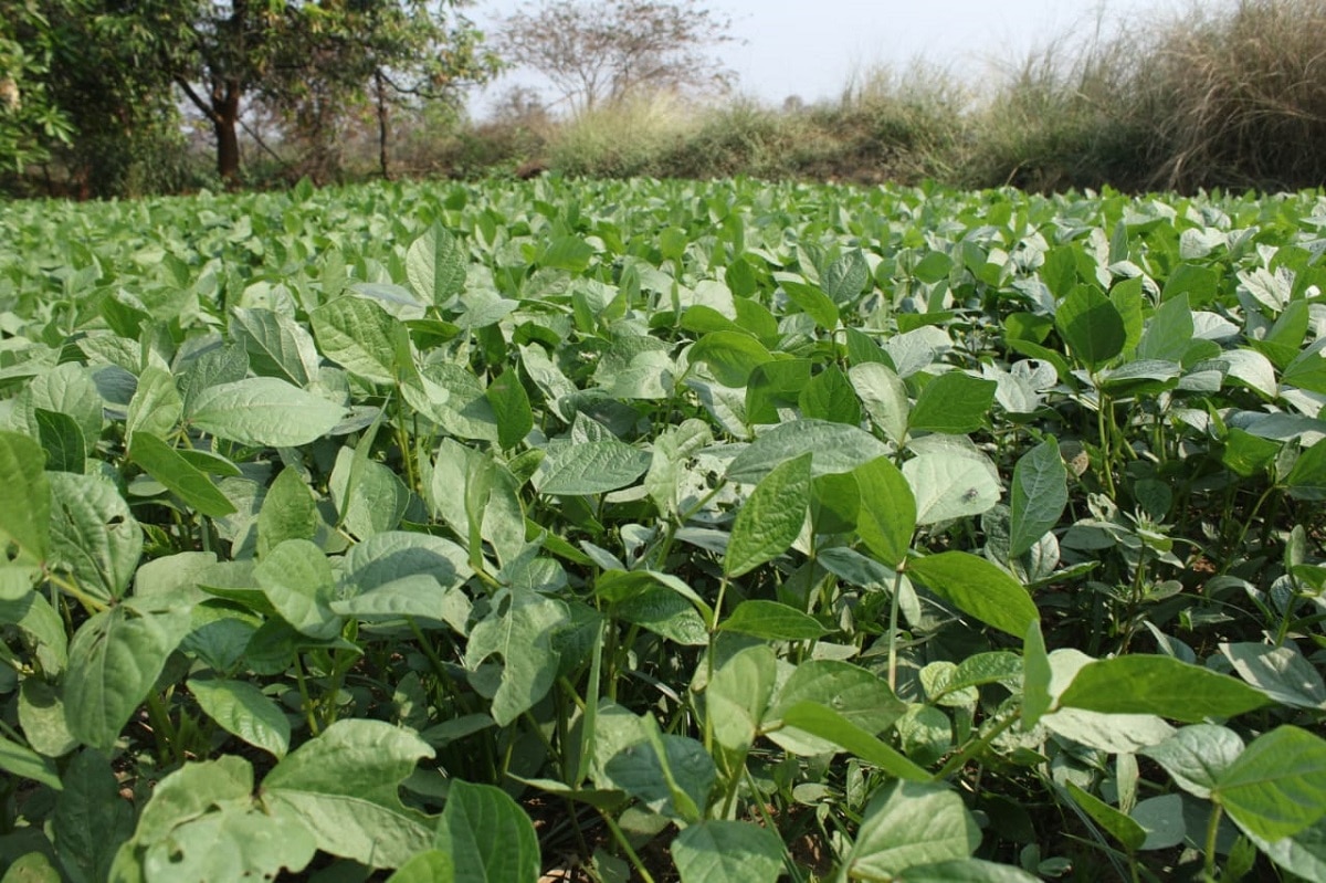 Chopna rehabillation centre population