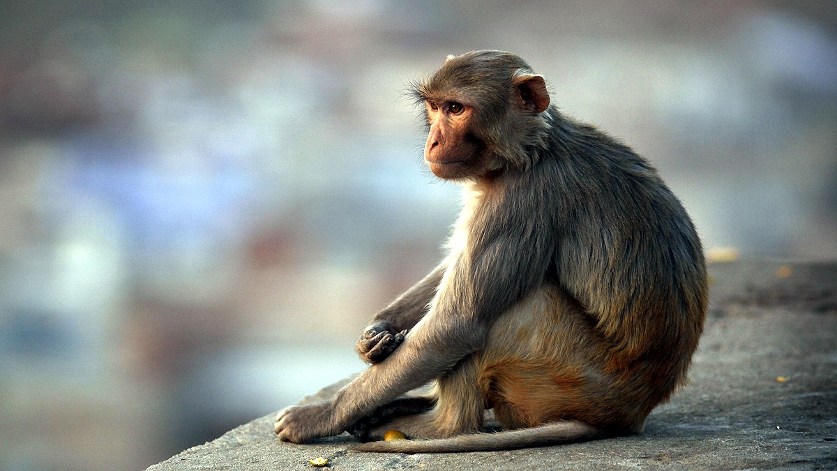 Monkey Pregnant Engineered Embryo