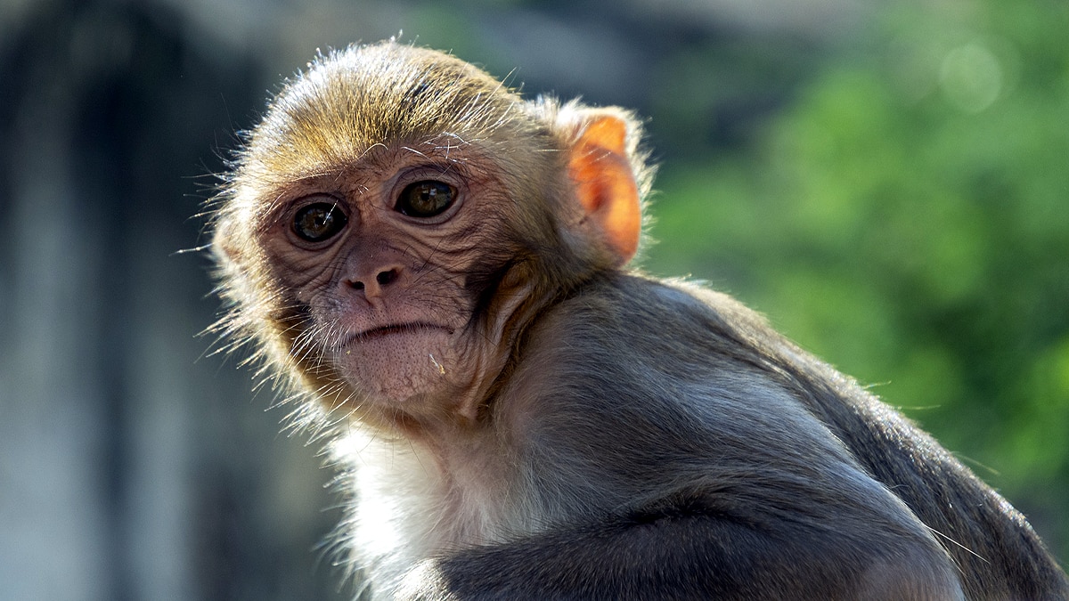 Monkey Pregnant Engineered Embryo