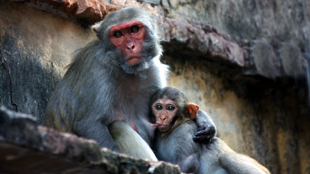 Monkey Pregnant Engineered Embryo
