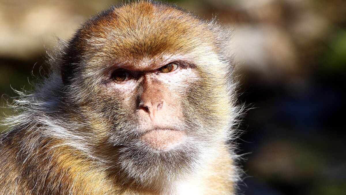 Monkey Pregnant Engineered Embryo