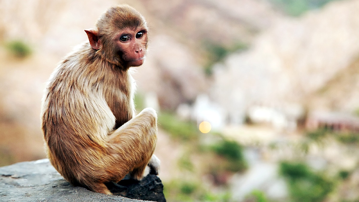 Monkey Pregnant Engineered Embryo