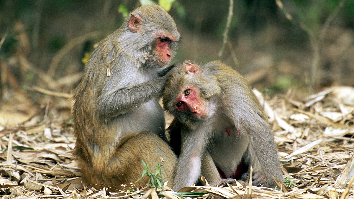 Monkey Pregnant Engineered Embryo