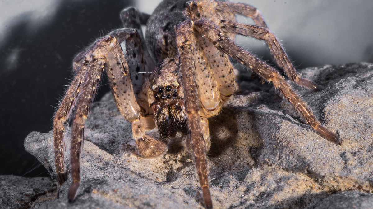 Female spiders play dead 