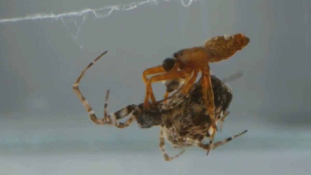 Female spiders play dead 