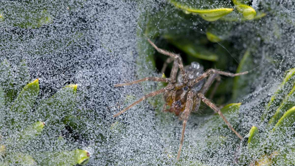 Female spiders play dead 
