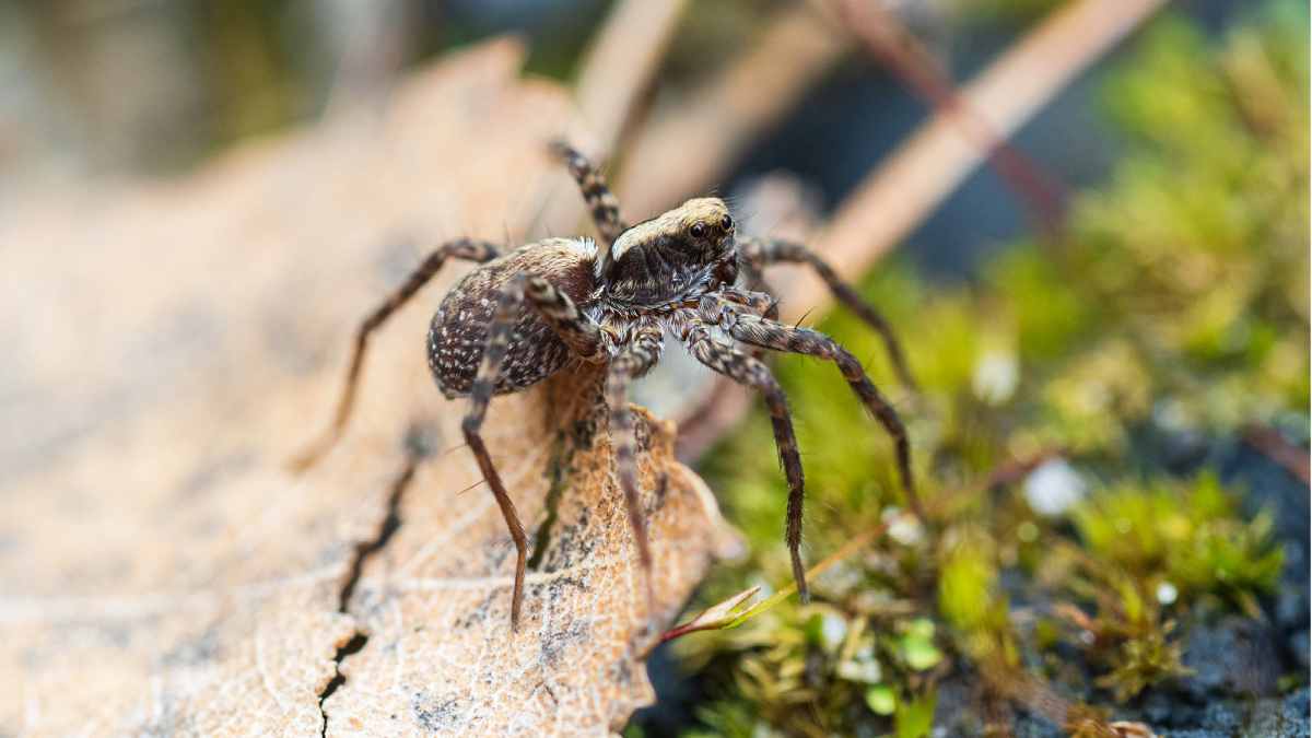 Female spiders play dead 