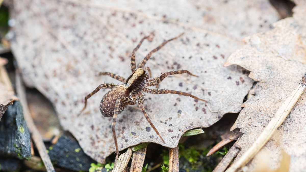 Female spiders play dead 