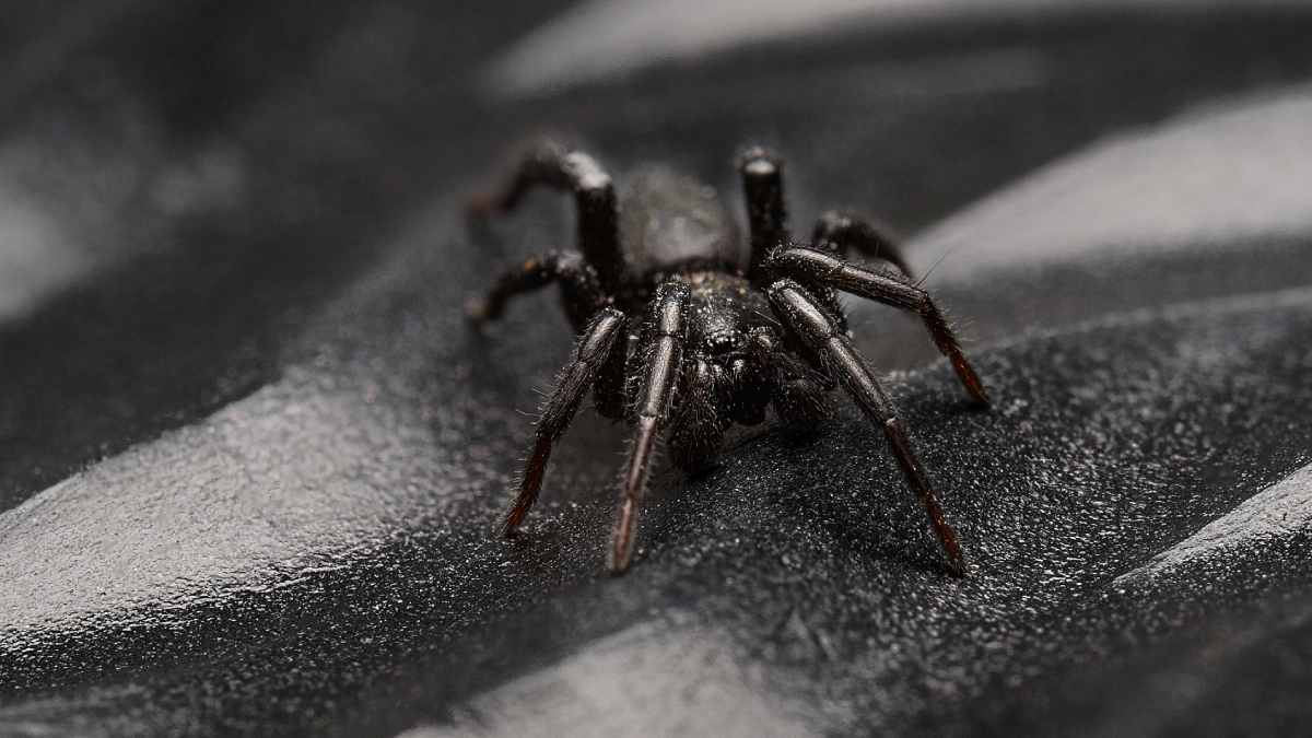 Female spiders play dead 