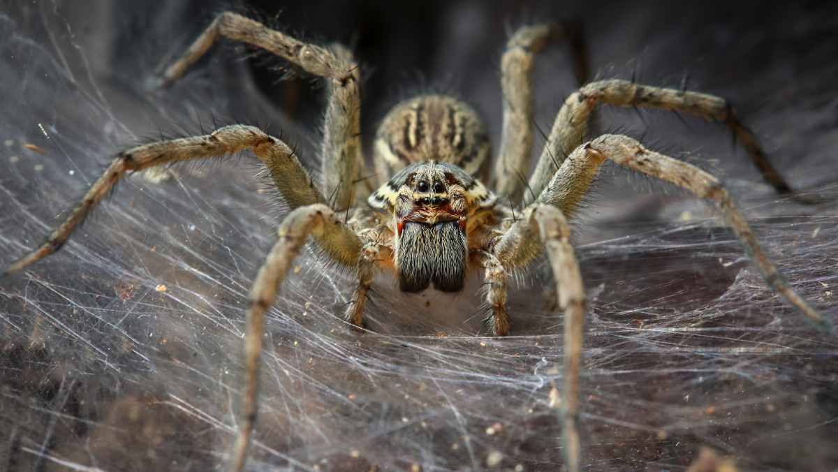 Female spiders play dead 