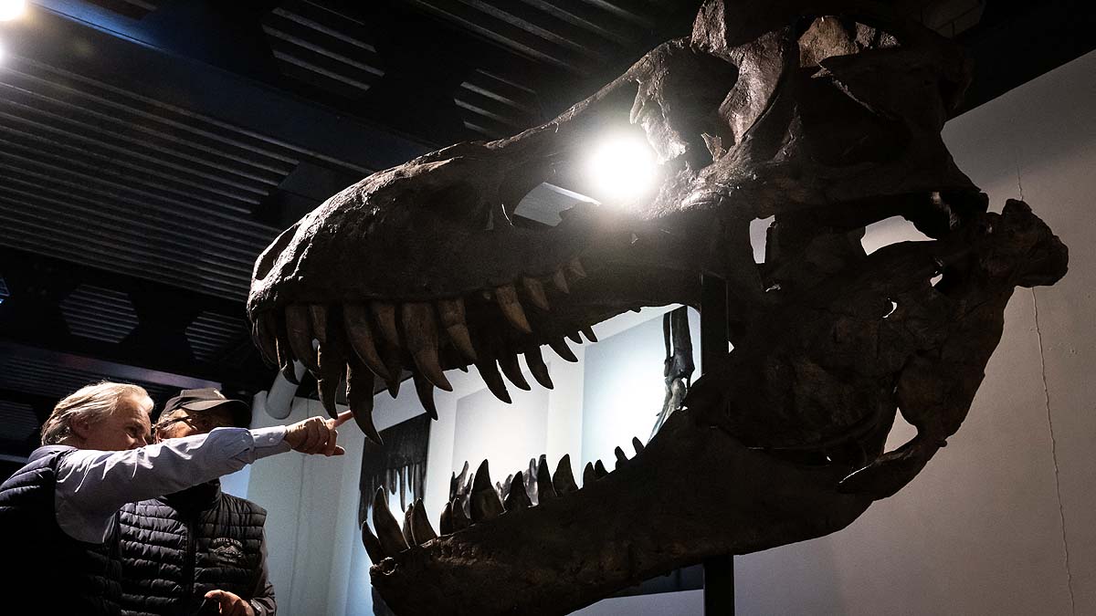 T. Rex Dinosaur Skeleton 