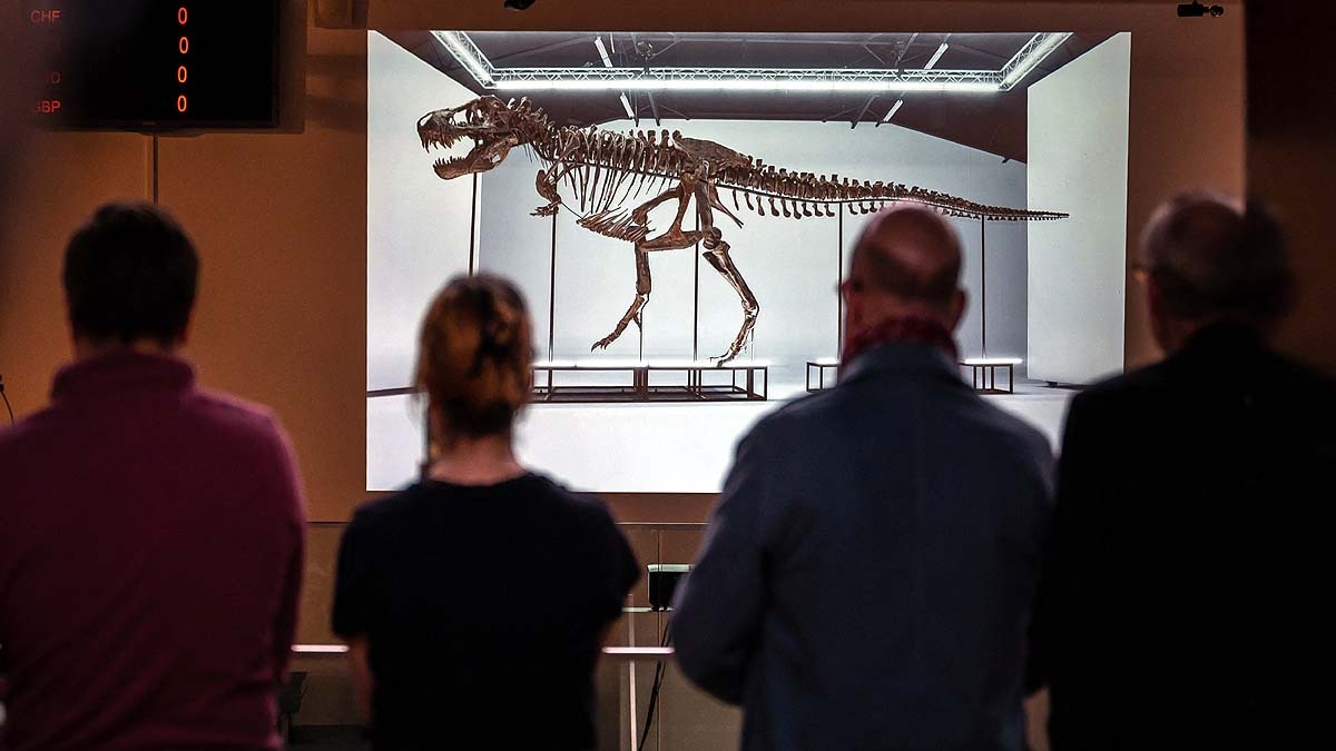 T. Rex Dinosaur Skeleton 