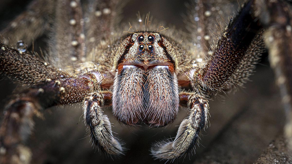 deadliest venomous spider 