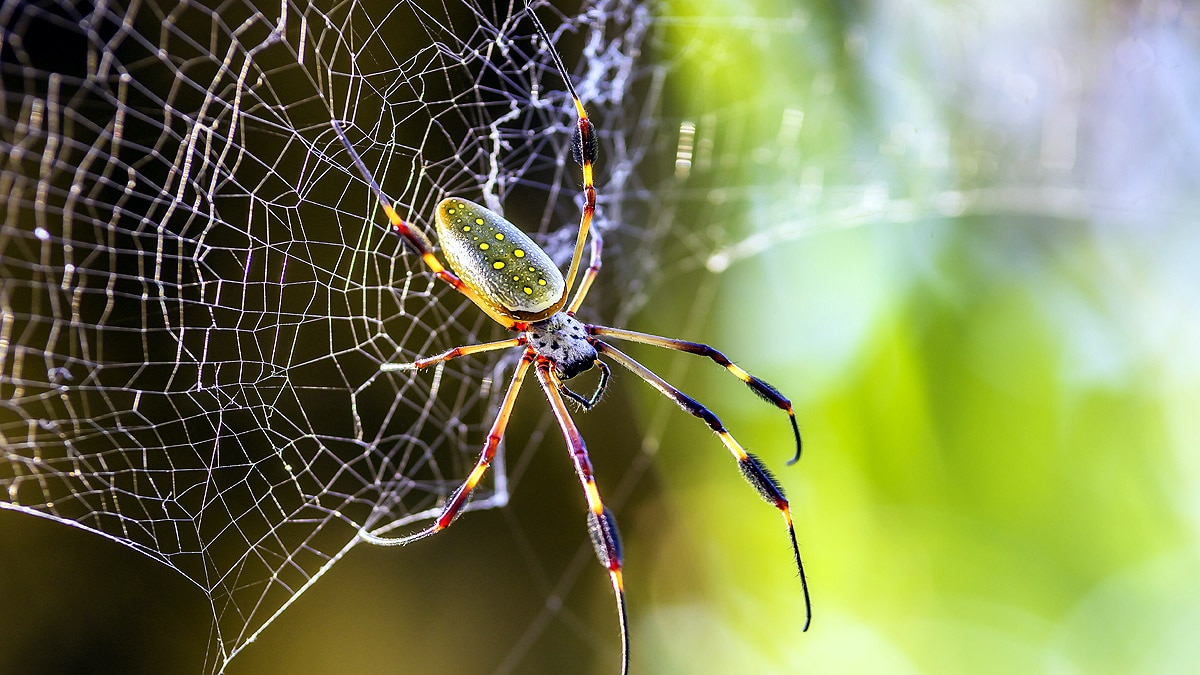 deadliest venomous spider 