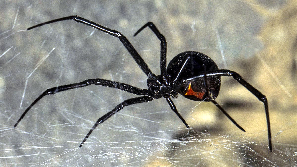 deadliest venomous spider 