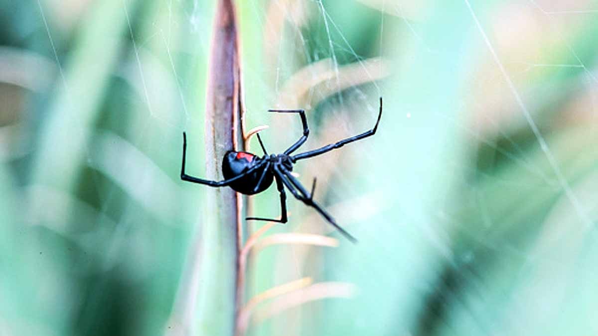 deadliest venomous spider 