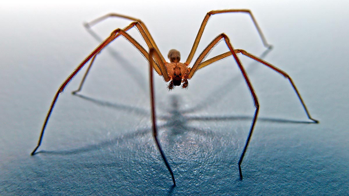 deadliest venomous spider 