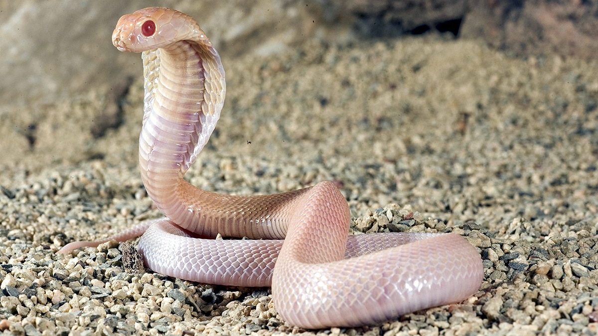 Rare White Albino Cobra