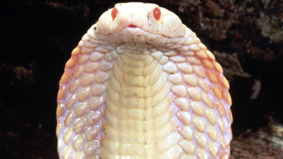 Rare White Albino Cobra