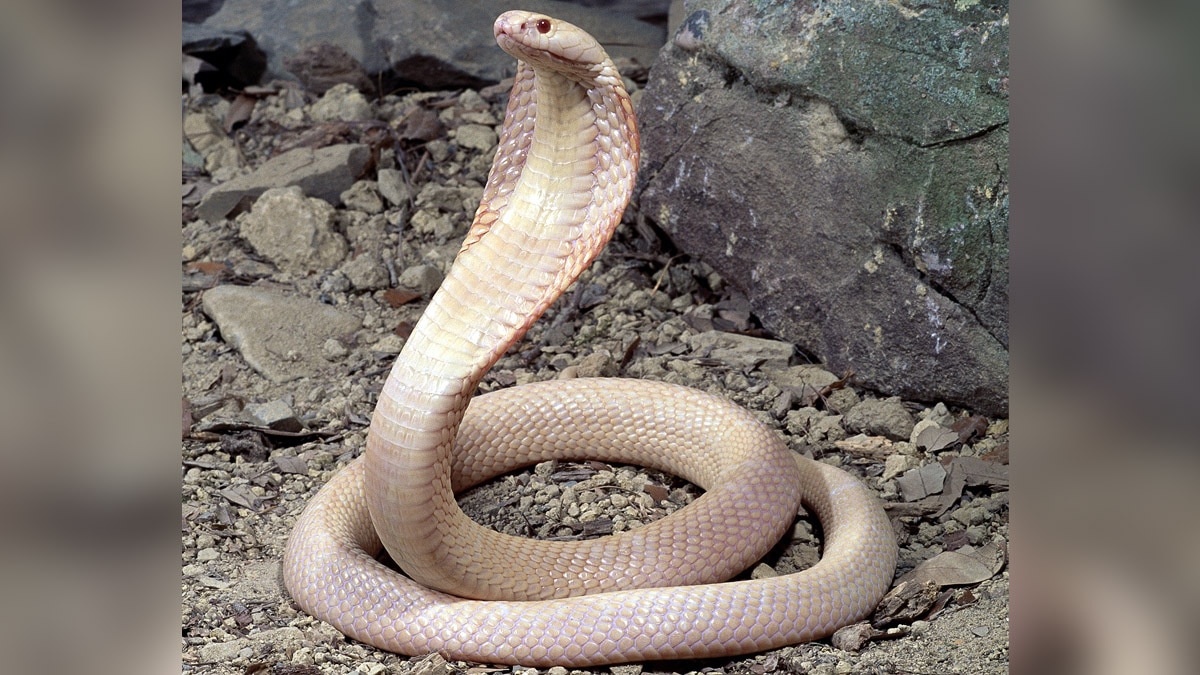 Rare White Albino Cobra