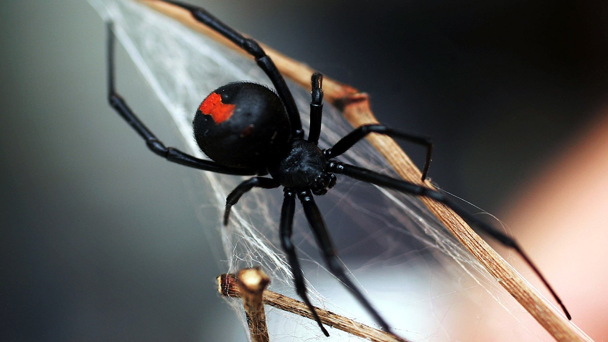 deadliest venomous spider 