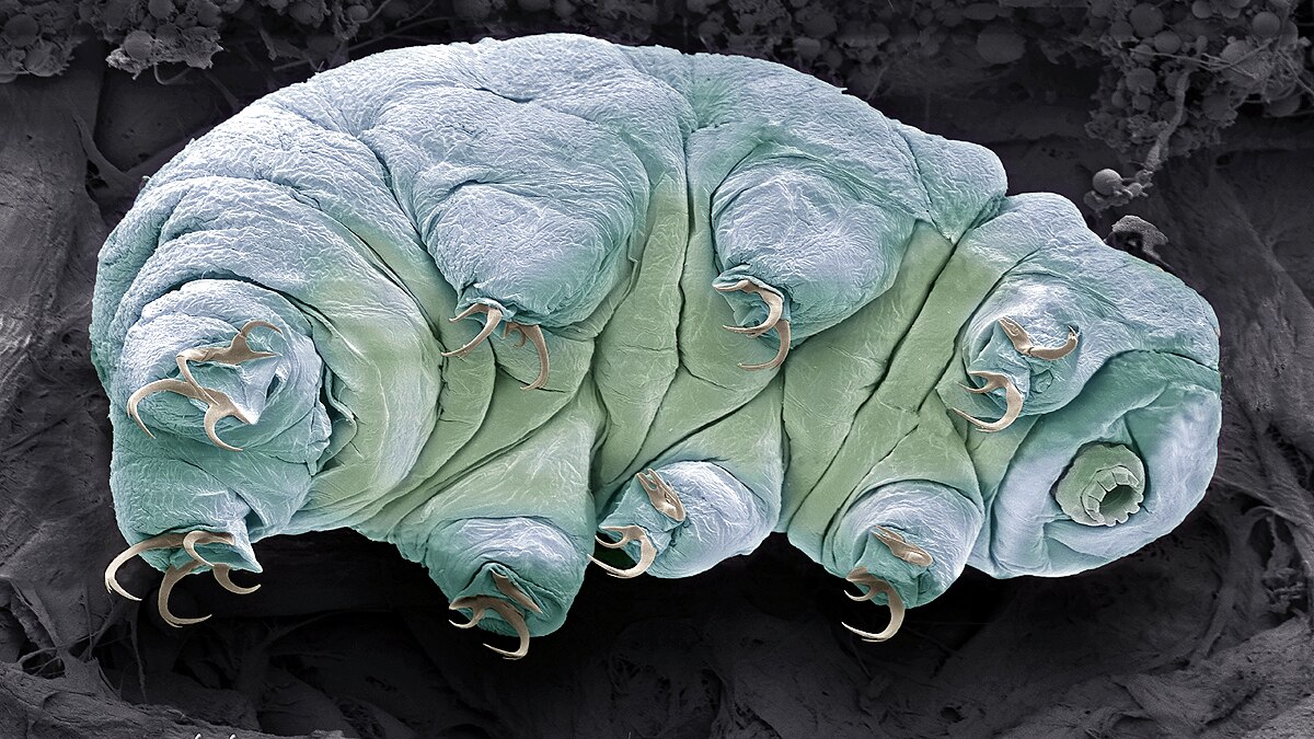 Weirdest Things Sent to Space