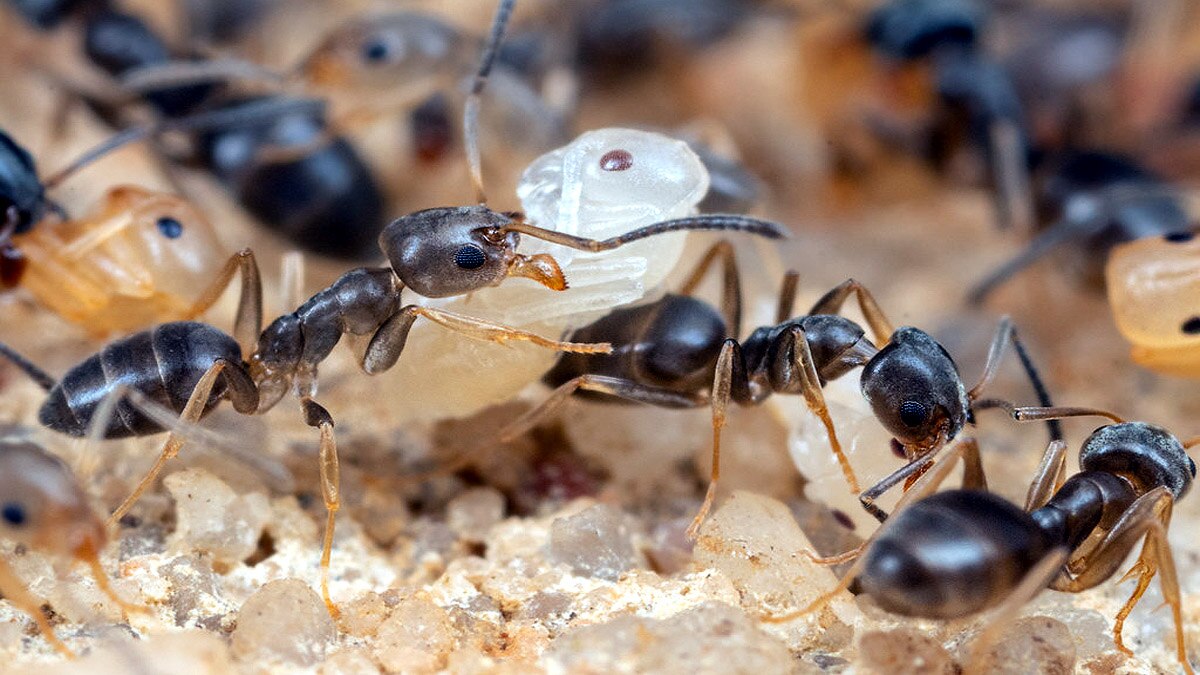 Ant life triple Parasite