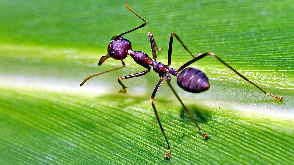 Ant life triple Parasite