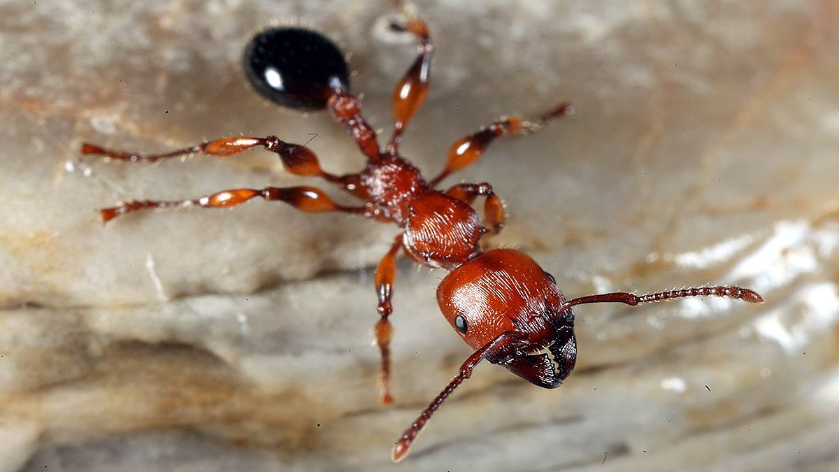 Ant life triple Parasite