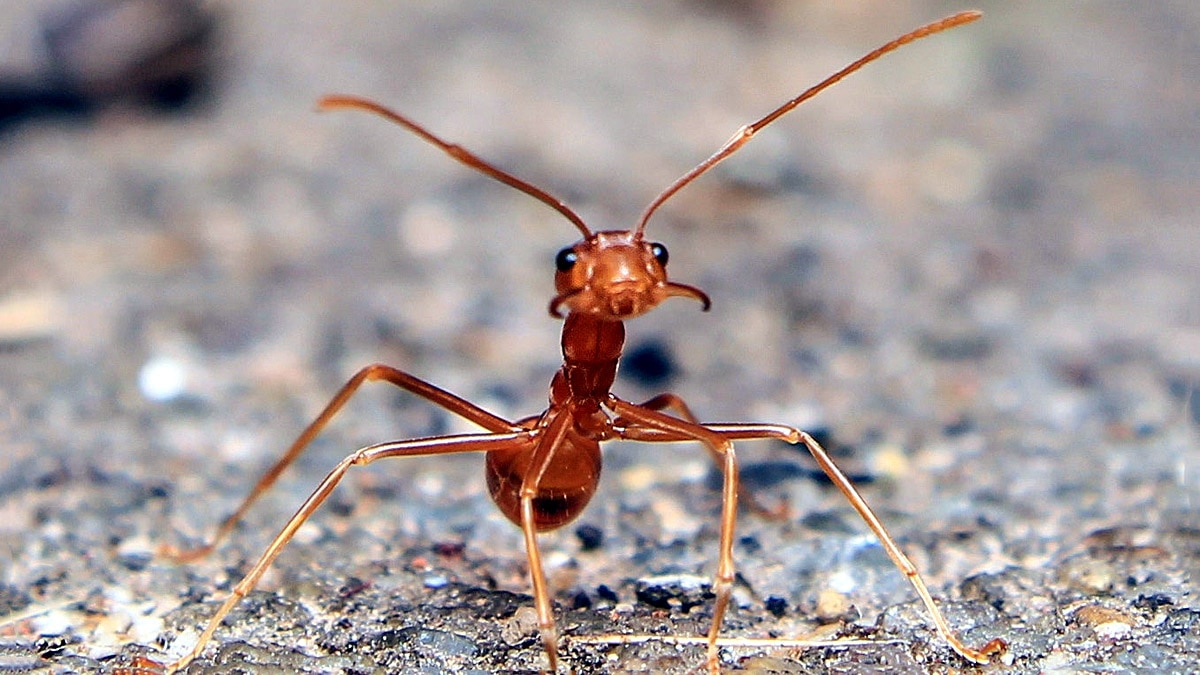 Ant life triple Parasite