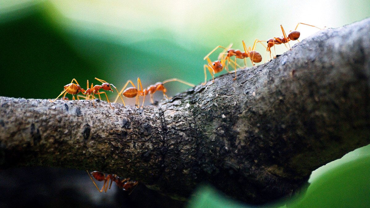 Ant life triple Parasite