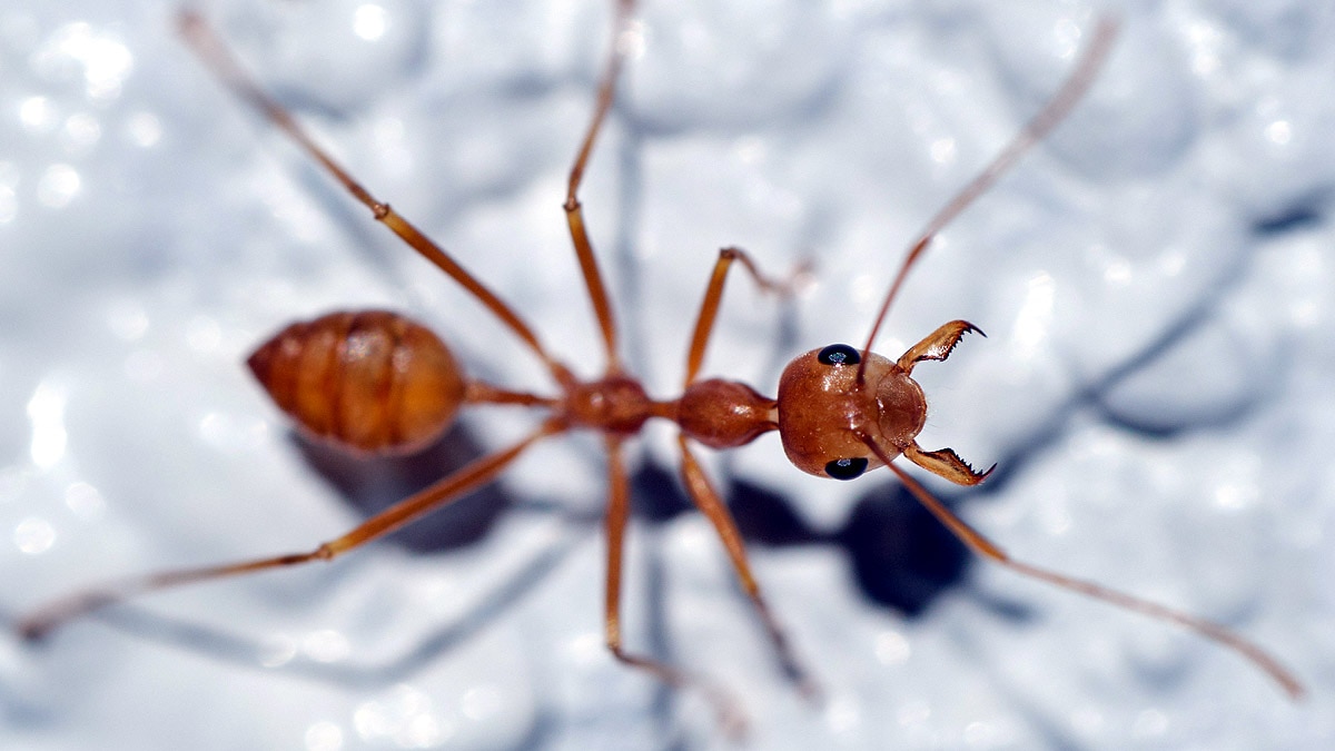 Ant life triple Parasite