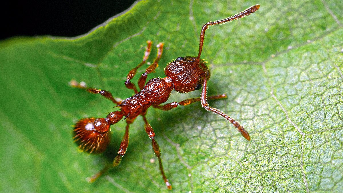 Ant life triple Parasite
