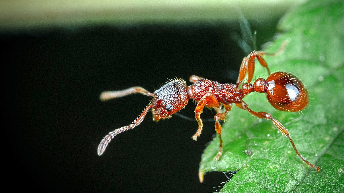 Ant life triple Parasite