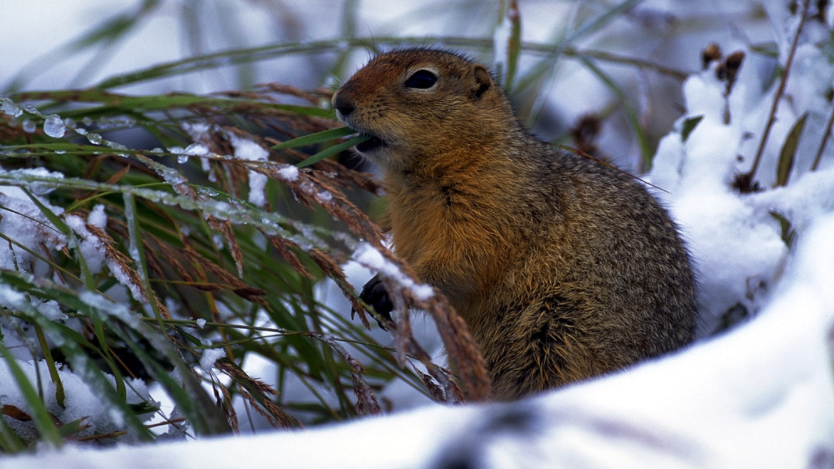 Arctic Polar Bear Ice Loss