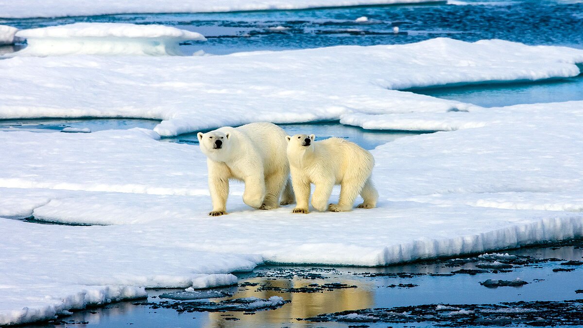 Arctic Polar Bear Ice Loss