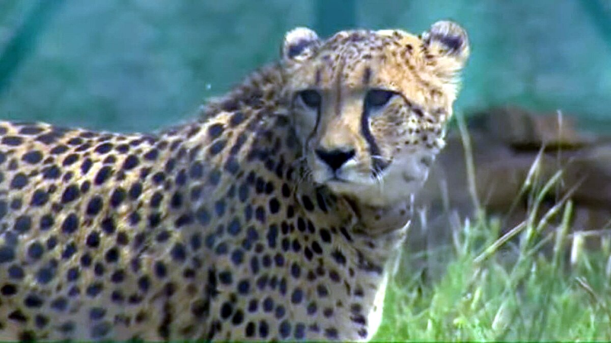 Cheetah Kuno National Park