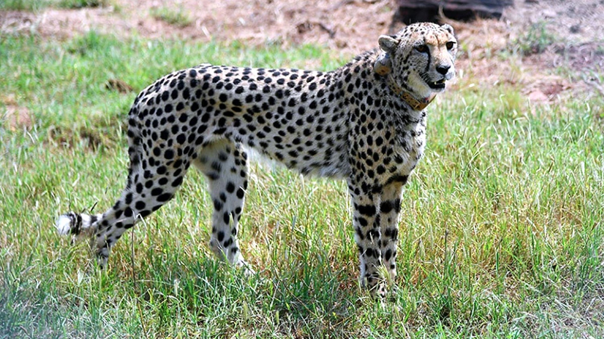 Cheetah Kuno National Park